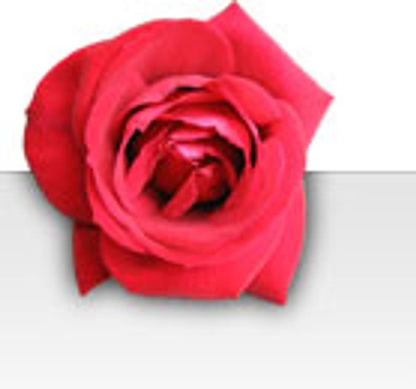 Rose motif